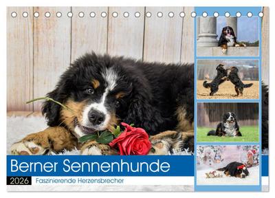 Berner Sennenhunde - Faszinierende Herzensbrecher (Tischkalender 2026 DIN A5 quer), CALVENDO Monatskalender