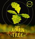 Lifecycles - Acorn to Tree