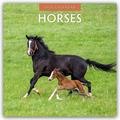 Horses - Pferde 2026 - 16-Monatskalender von  | sonst. Bücher