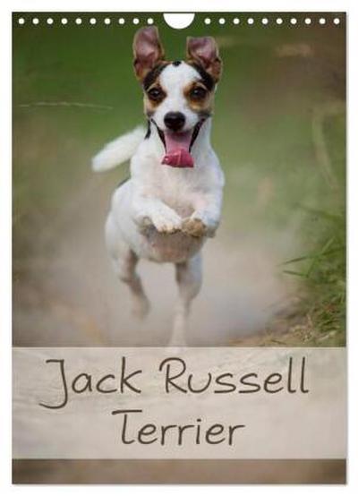 Jack Russell Terrier (Wandkalender 2026 DIN A4 hoch), CALVENDO Monatskalender