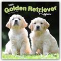 Golden Retriever Puppies - Golden Retriever Welpen 2026 - 16-Monatskalender