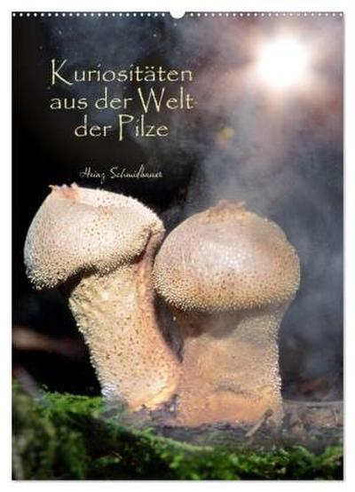 Kuriositäten aus der Welt der Pilze (Wandkalender 2026 DIN A2 hoch), CALVENDO Monatskalender