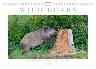 Wild Boars (Wall Calendar 2026 DIN A4 landscape), CALVENDO 12 Month Wall Calendar