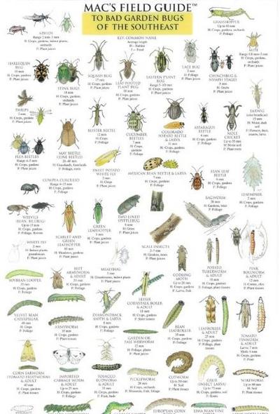 Mac’s Field Guides: Southeast Garden Bugs