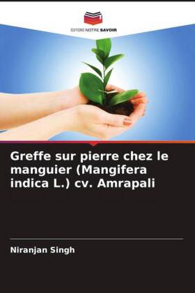 Greffe sur pierre chez le manguier (Mangifera indica L.) cv. Amrapali