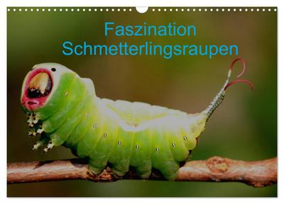 Faszination Schmetterlingsraupen (Wandkalender 2024 DIN A3 quer), CALVENDO Monatskalender
