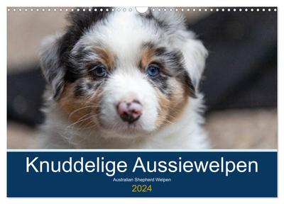 Australian Shepherd Welpen 2024 (Wandkalender 2024 DIN A3 quer), CALVENDO Monatskalender
