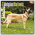 Belgian Malinois 2016 - Belgischer Schäferhund - 18-Monatskalender mit freier DogDays-App