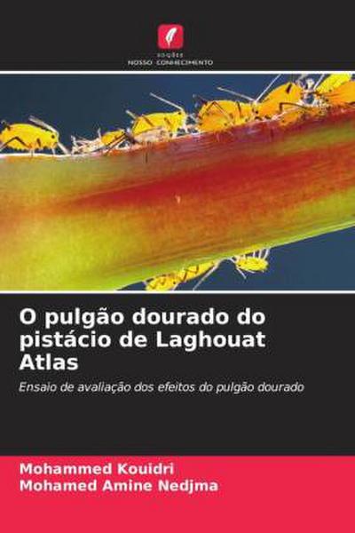 O pulgão dourado do pistácio de Laghouat Atlas