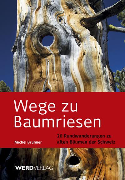 Wege zu Baumriesen