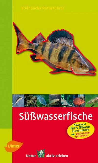 Süßwasserfische entdecken und erkennen