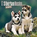Siberian Husky Puppies 2014 - Husky-Welpen