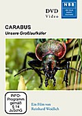Carabus, 1 DVD
