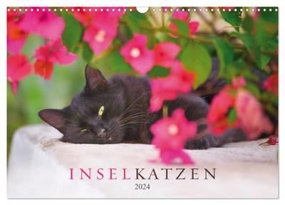 Inselkatzen (Wandkalender 2024 DIN A3 quer), CALVENDO Monatskalender