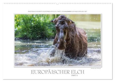Emotionale Momente: Europäischer Elch Part II (Wandkalender 2024 DIN A2 quer), CALVENDO Monatskalender