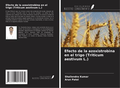Efecto de la azoxistrobina en el trigo (Triticum aestivum L.)