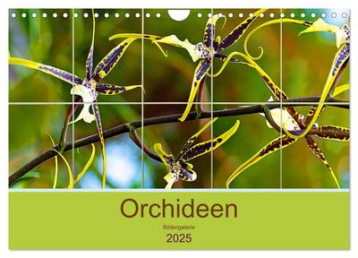 Orchideen Bildergalerie (Wandkalender 2025 DIN A4 quer), CALVENDO Monatskalender