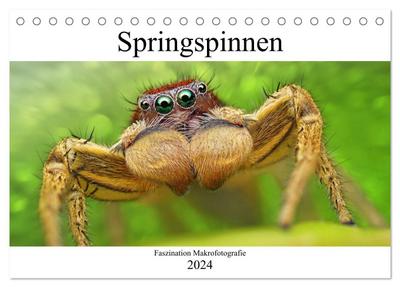 Faszination Makrofotografie: Springspinnen (Tischkalender 2024 DIN A5 quer), CALVENDO Monatskalender