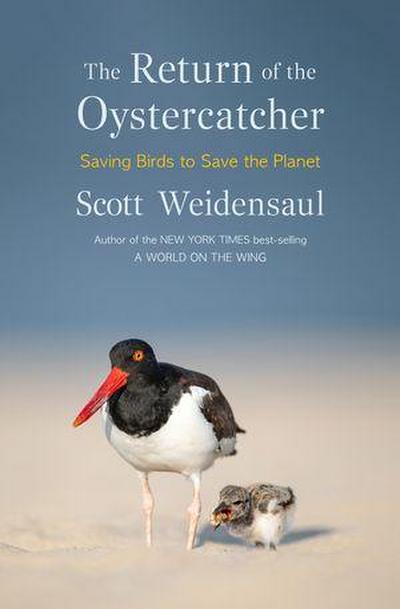 The Return of the Oystercatcher