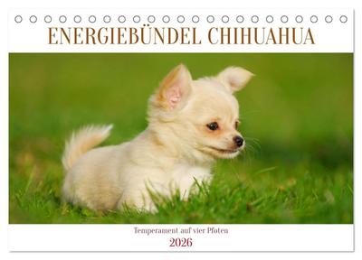 Enegiebündel Chihuahua - Temperament auf vier Pfoten (Tischkalender 2026 DIN A5 quer), CALVENDO Monatskalender