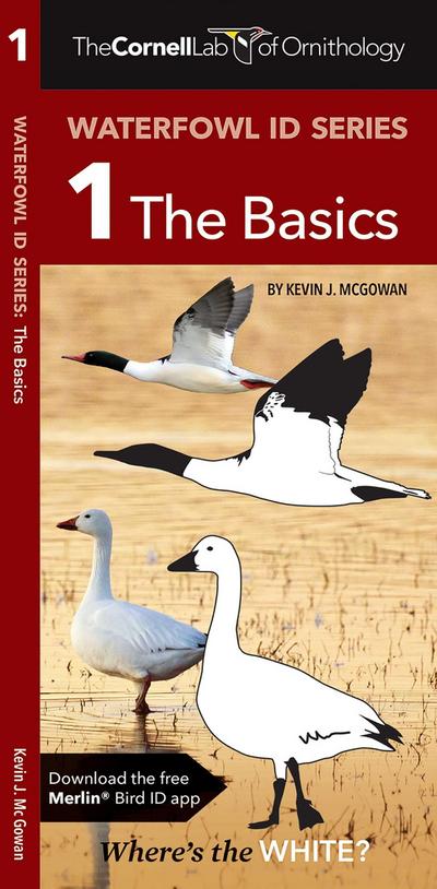 Cornell Lab of Ornithology Waterfowl Id Series: 1 the Basics