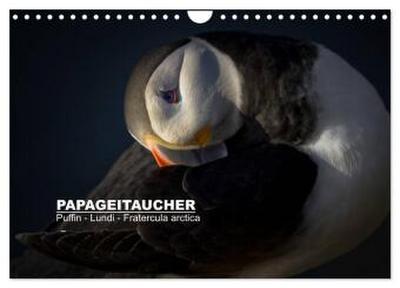 Papageitaucher: Puffin - Lundi - Fratercula arctica (Wandkalender 2026 DIN A4 quer), CALVENDO Monatskalender