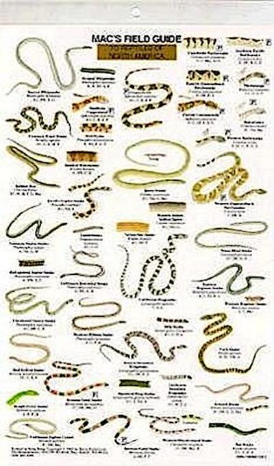 North American Reptiles
