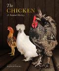 The Chicken