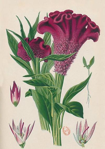 Carnet Ligné Celosia Cristata, Dessin 19e Siècle