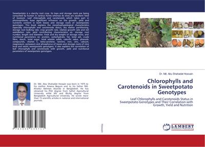 Chlorophylls and Carotenoids in Sweetpotato Genotypes