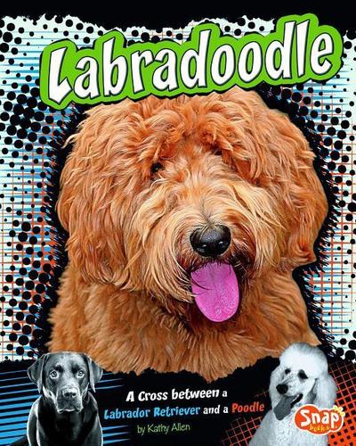 Labradoodle