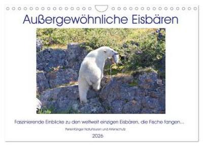 Das Leben der etwas "anderen" Eisbären! (Wandkalender 2026 DIN A4 quer), CALVENDO Monatskalender