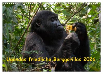 Ugandas friedliche Berggorillas (Wandkalender 2026 DIN A3 quer), CALVENDO Monatskalender