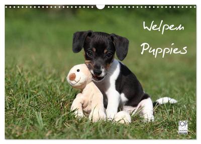 Welpen - Puppies (Wandkalender 2024 DIN A3 quer), CALVENDO Monatskalender