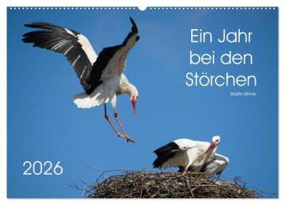 Ein Jahr bei den Störchen (Wandkalender 2026 DIN A2 quer), CALVENDO Monatskalender