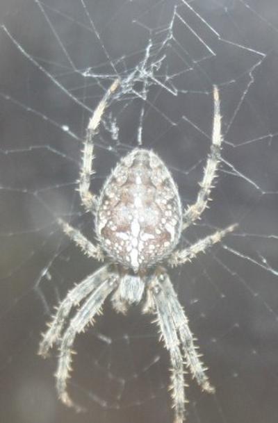 War ich bisher ein Drachentöter