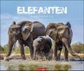 Elefanten 2024