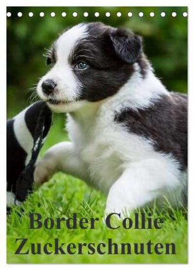 Border Collie Zuckerschnuten (Tischkalender 2026 DIN A5 hoch), CALVENDO Monatskalender