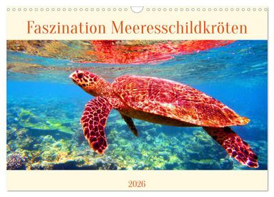 Faszination Meeresschildkröten (Wandkalender 2026 DIN A3 quer), CALVENDO Monatskalender