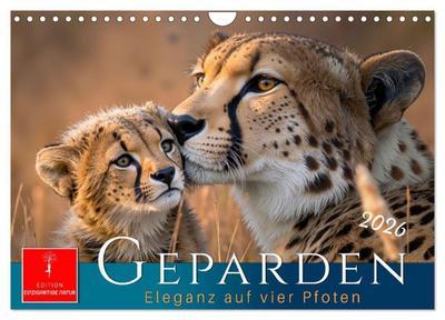 Geparden - Eleganz auf vier Pfoten (Wandkalender 2026 DIN A4 quer), CALVENDO Monatskalender