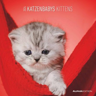 Katzenbabys 2024 - Broschürenkalender 30x30 cm (30x60 geöffnet) - Kalender mit Platz für Notizen - Wandkalender - Wandplaner - Katzenkalender