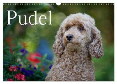 Pudel (Wandkalender 2026 DIN A3 quer), CALVENDO Monatskalender