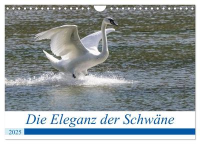 Die Eleganz der Schwäne (Wandkalender 2025 DIN A4 quer), CALVENDO Monatskalender