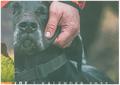 WILD UND HUND Edition: Treue Freunde Kalender 2027