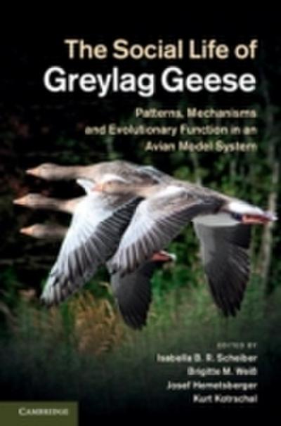 Social Life of Greylag Geese