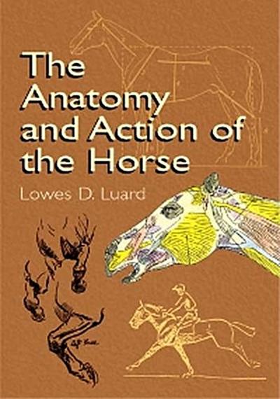 The Anatomy and Action of the Horse