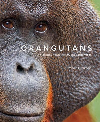 Orangutans