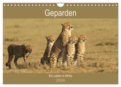 Geparden - Ein Leben in Afrika (Wandkalender 2024 DIN A4 quer), CALVENDO Monatskalender
