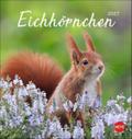 Eichhörnchen 2027
