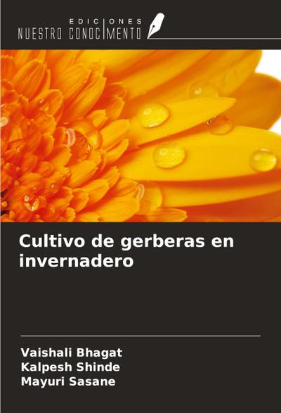 Cultivo de gerberas en invernadero